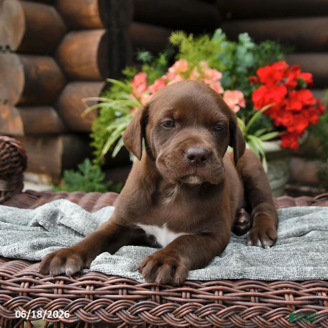 Boxador dogs for sale: Blossom - Ad 3