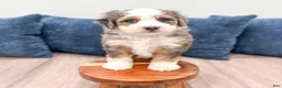 Mini Bernedoodle dogs for sale: Ruby - Ad 3