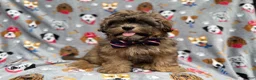 Shihpoo dogs for sale: Drake - Ad 8
