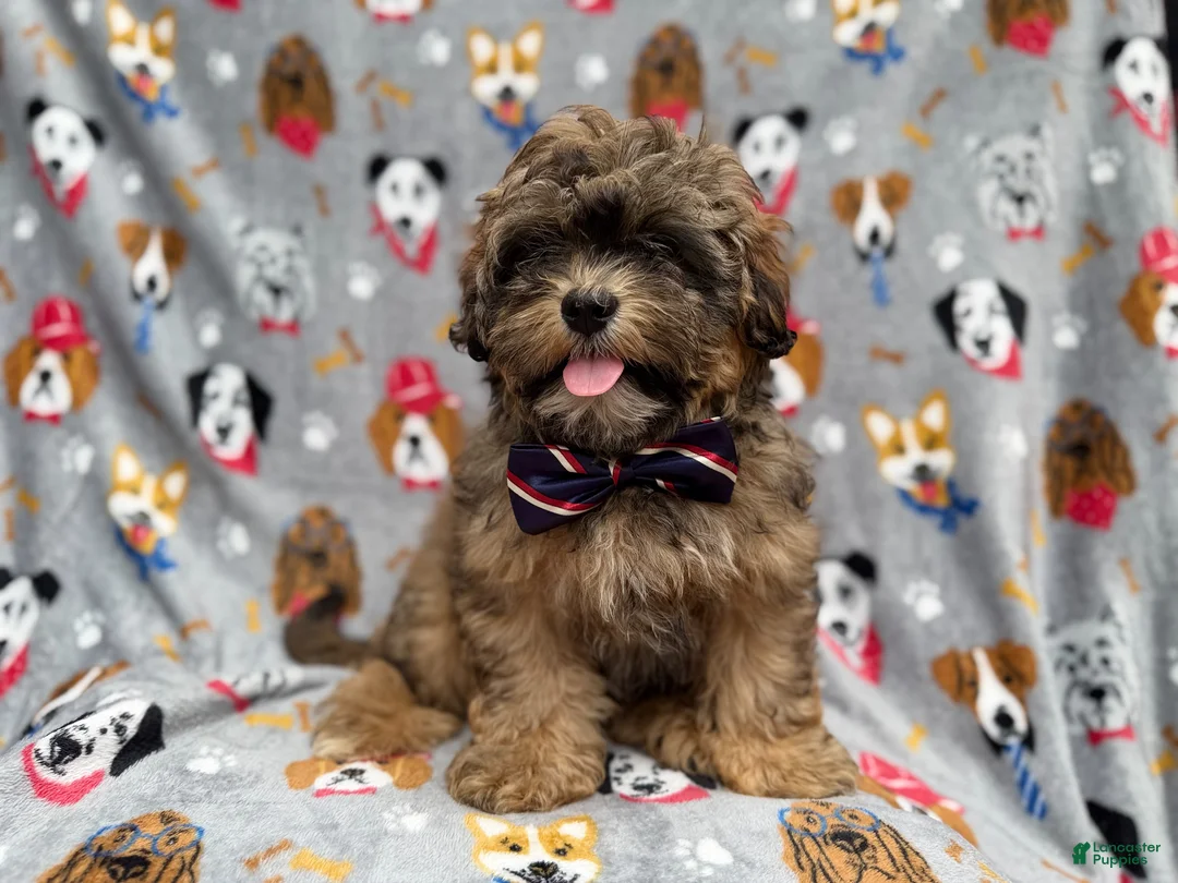 Shihpoo dogs for sale: Drake - Ad 8