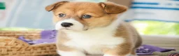 Welsh Corgi Pembroke dogs for sale: Trix Welsh Corgi Pembroke  - Ad 8