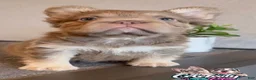 French Bulldog dogs for sale: FENDI - Isabella Tan Fluffy in Cali, USA Delivery & Financing Options! - Ad 6
