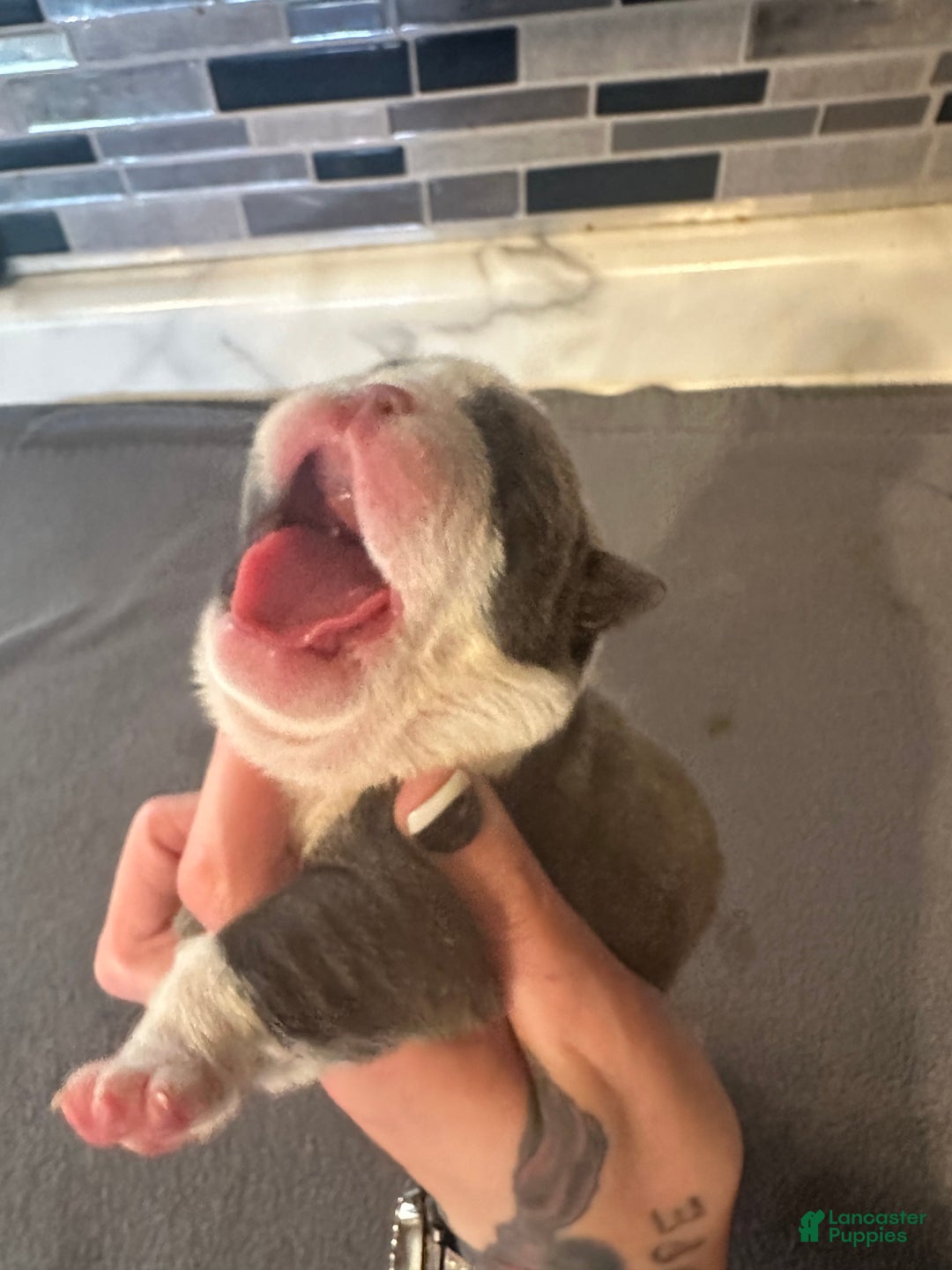 English Bulldog dogs for sale: Lilac and White Male - Ad 18