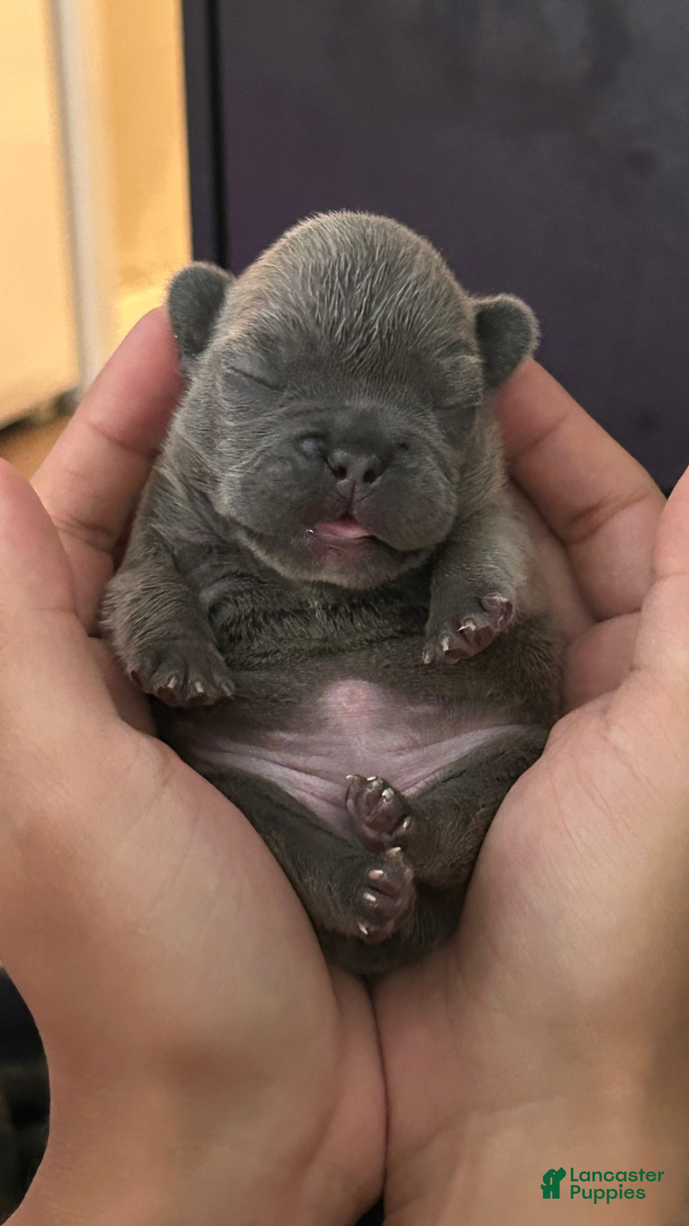 French Bulldog dogs for sale: Boy 2  - Ad 2