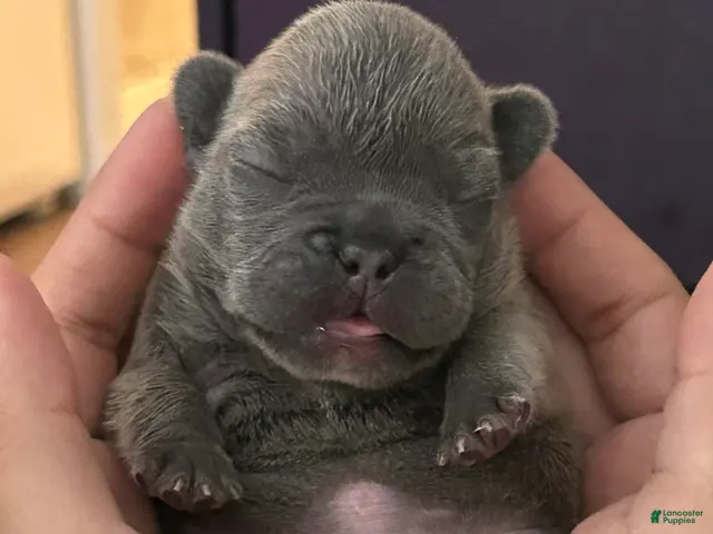 French Bulldog dogs for sale: Boy 2 - Ad 2