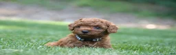 Miniature Poodle dogs for sale: Miniature Poodle 1 - Ad 4