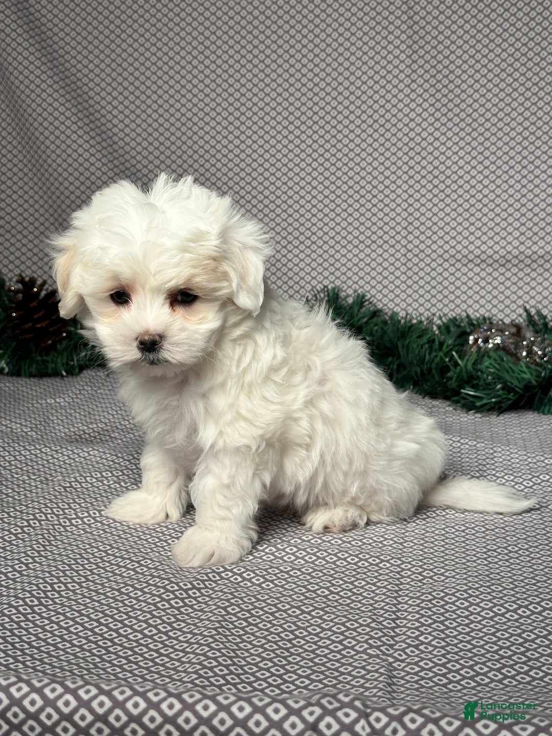 Maltese dogs for sale: Emily - Ad 3