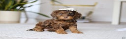 Cockapoo dogs for sale: Angela - Ad 4