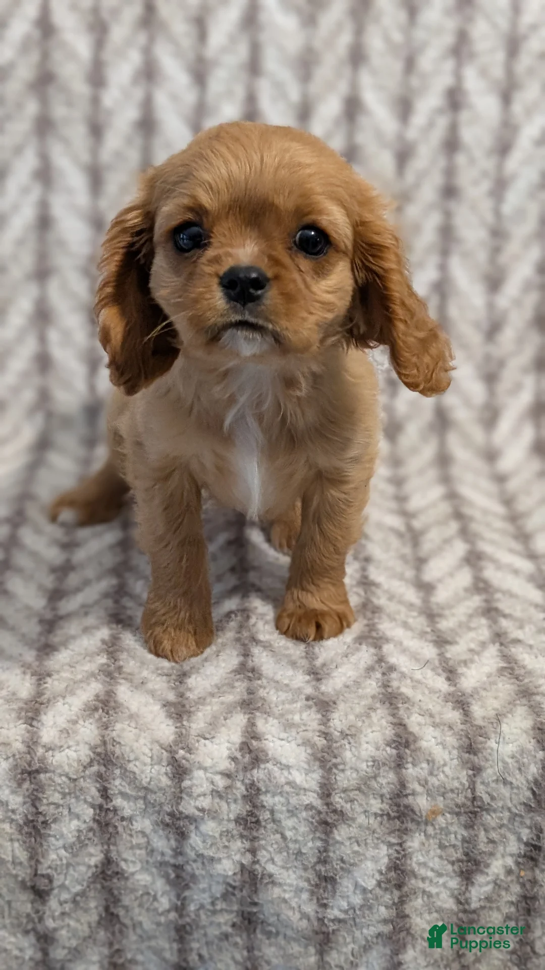Cavalier King Charles Spaniel dogs for sale: Sienna - Ad 2