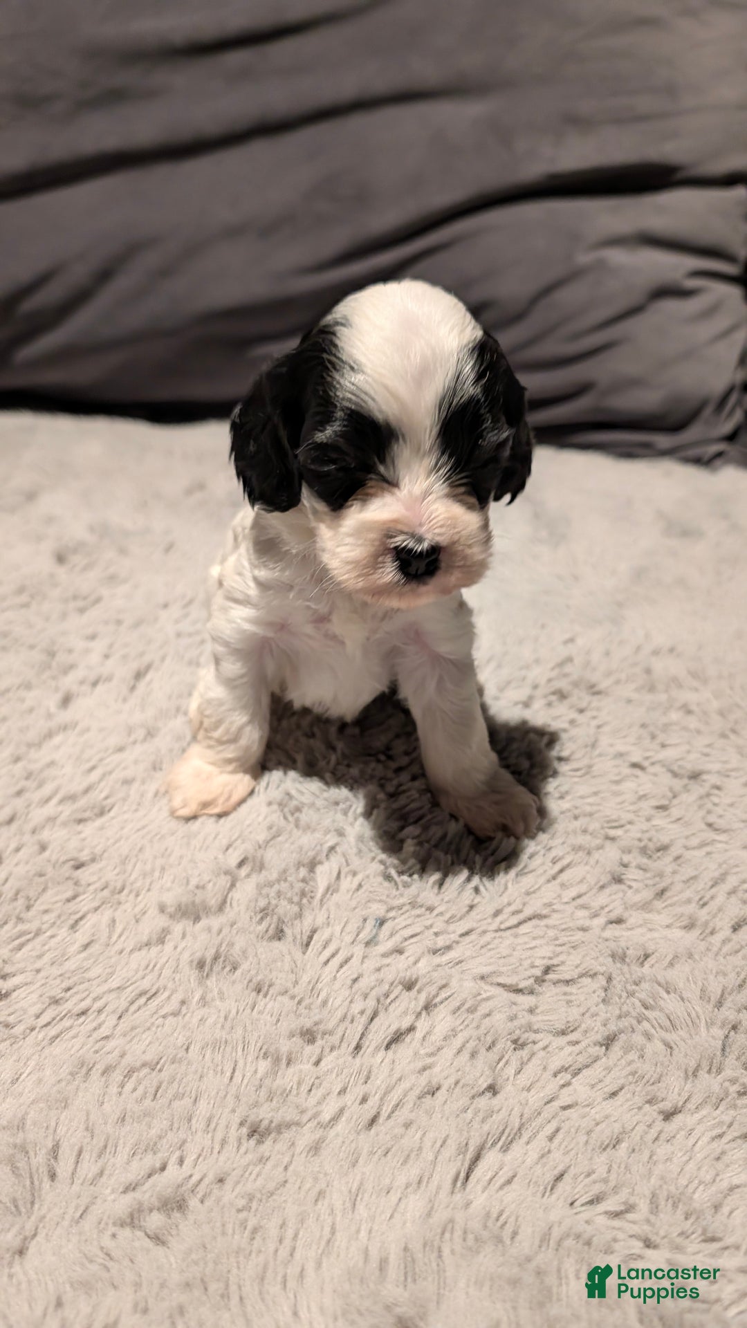 Cockapoo dogs for sale: Blake (F2b) - Ad 2