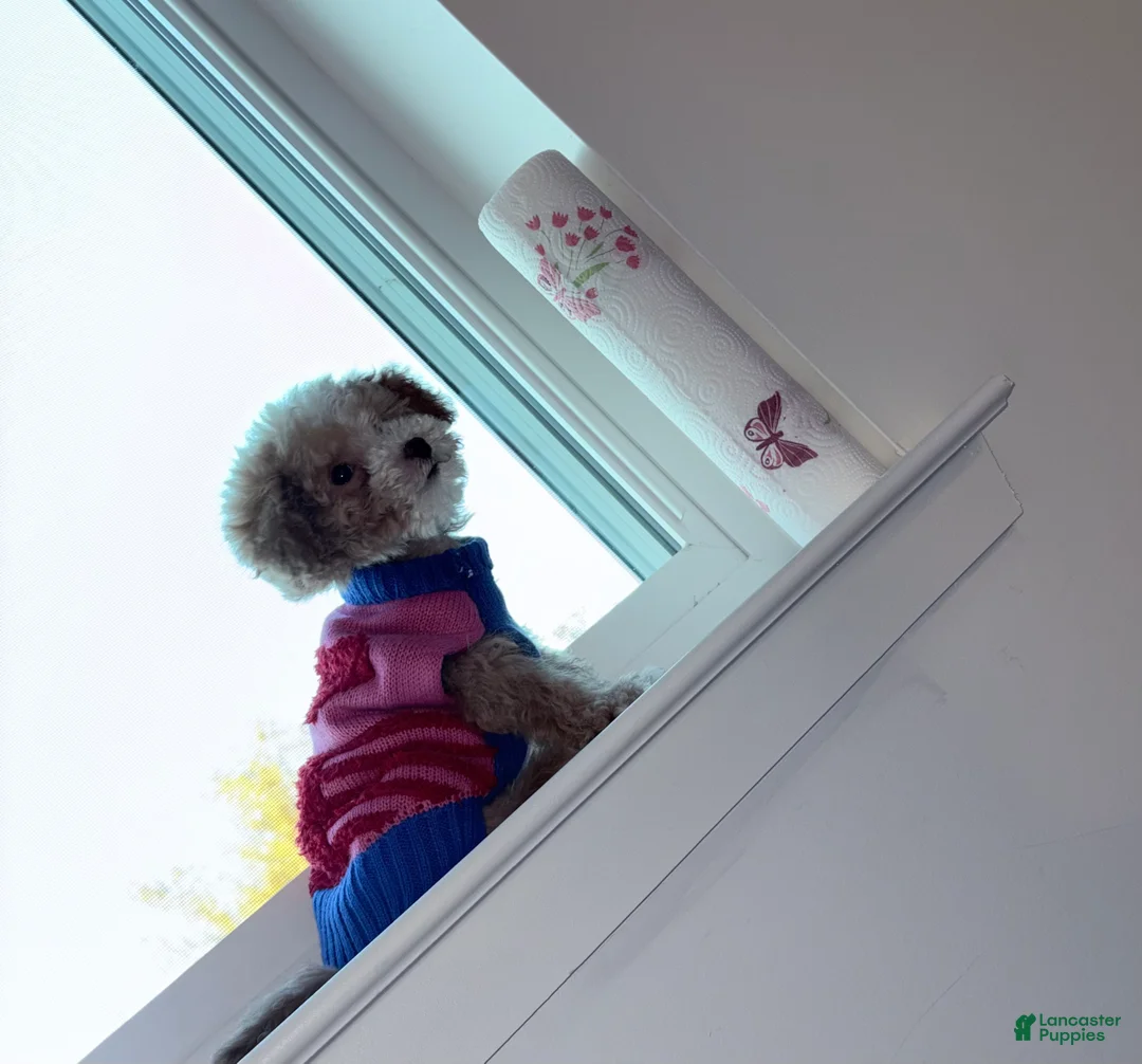 Mini Goldendoodle dogs for sale: Mini Goldendoodle ‘Charm’ - Ad 2