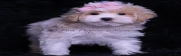Maltipoo dogs for sale: Miss Priss - Ad 2