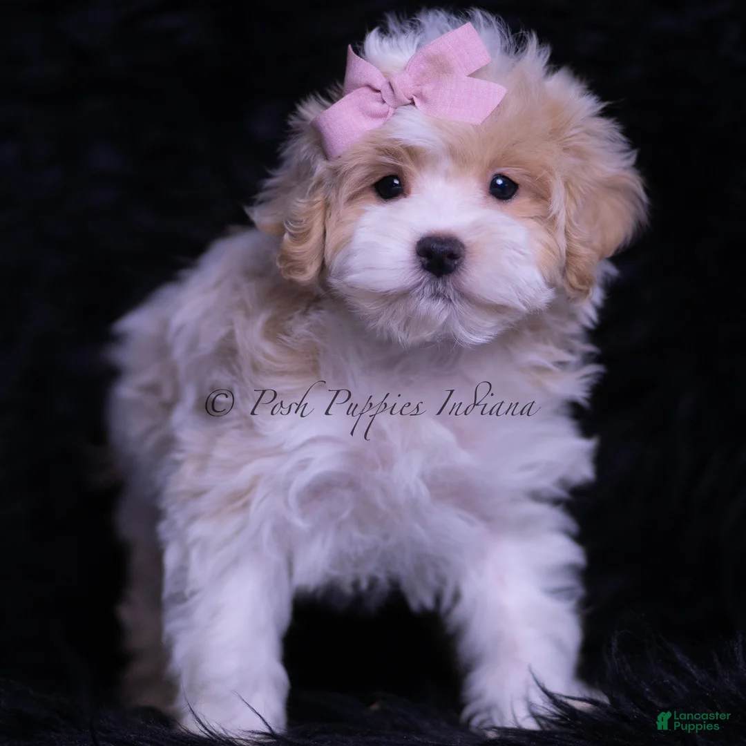 Maltipoo dogs for sale: Miss Priss - Ad 2