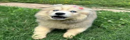 Siberian Husky dogs for sale: ROMANiA - Ad 12