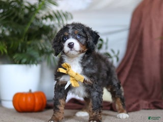 Mini Bernedoodle dogs Liam - Ad 29