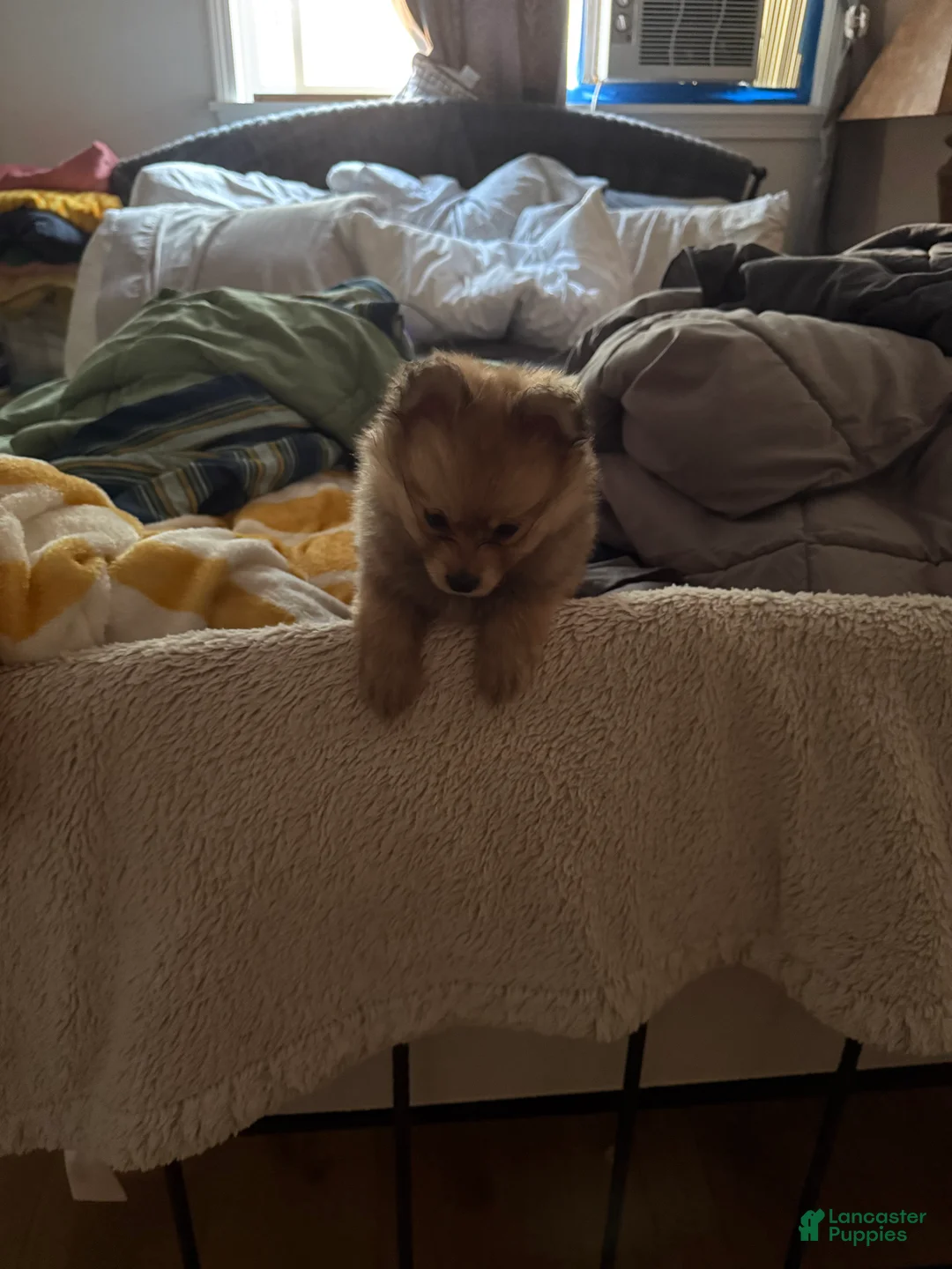 Pomeranian dogs for sale: Pomeranian 4 - Ad 2