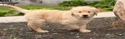 Golden Retriever dogs for sale: Mike - Ad 3