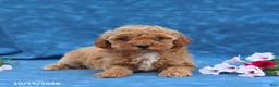 Mini Goldendoodle dogs for sale: Penny - Ad 3