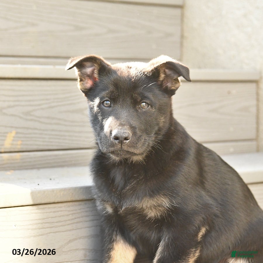 Mixed Breed dogs Scooter - Ad 2