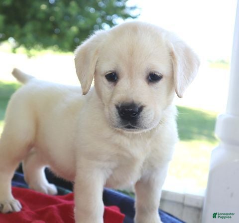 Labrador Retriever dogs Bryce - Champ lines - Ad 1