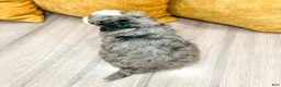 Mini Bernedoodle dogs for sale: Annie - Micro Mini - Ad 5