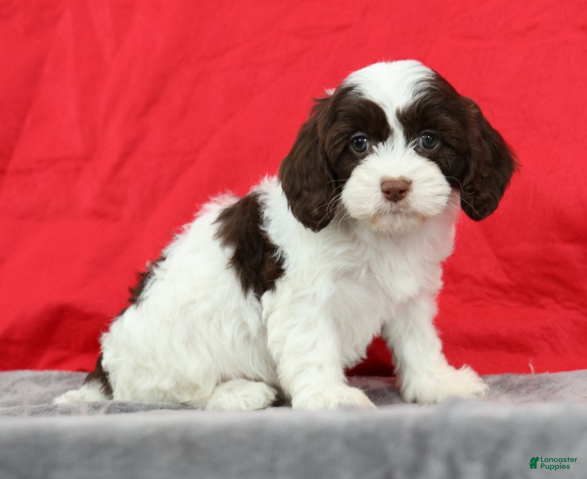 Cavapoo dogs Cassie - Ad 2