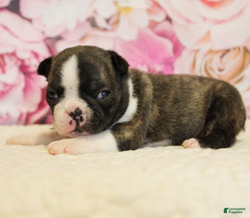 Boston Terrier dogs Rascal - Ad 1