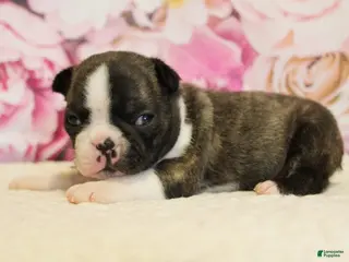 Boston Terrier dogs for sale: Rascal - Ad 3