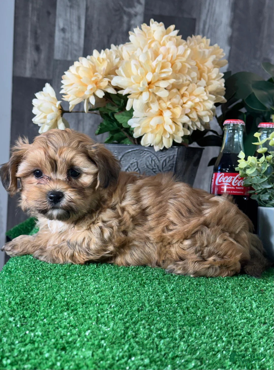 Lhasapoo dogs for sale: Alex  - Ad 1