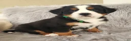 Bernese Mountain Dog dogs for sale: Maverick-Health Tested Parents - Ad 2