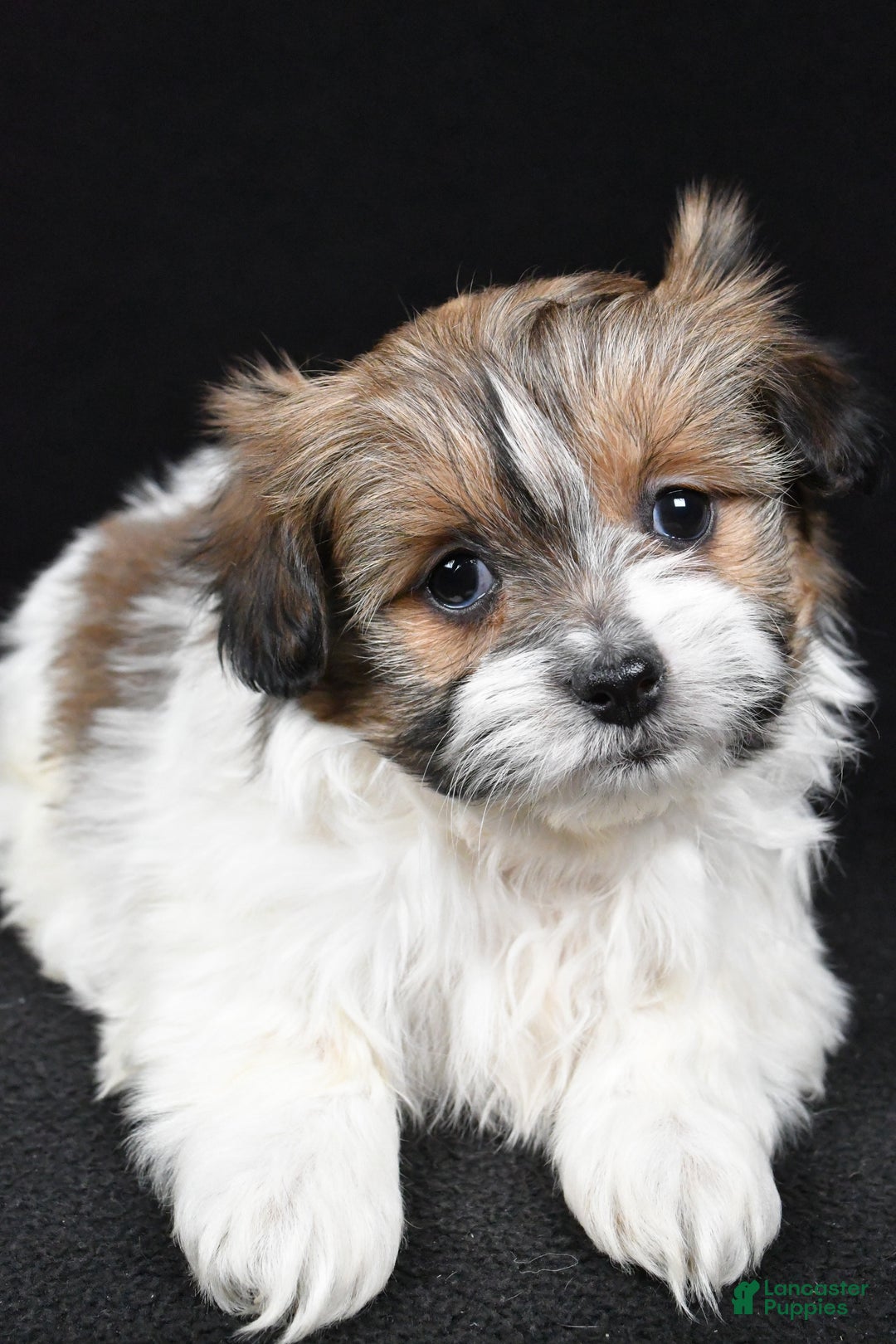 Mixed Breed dogs for sale: Alex - Ad 9