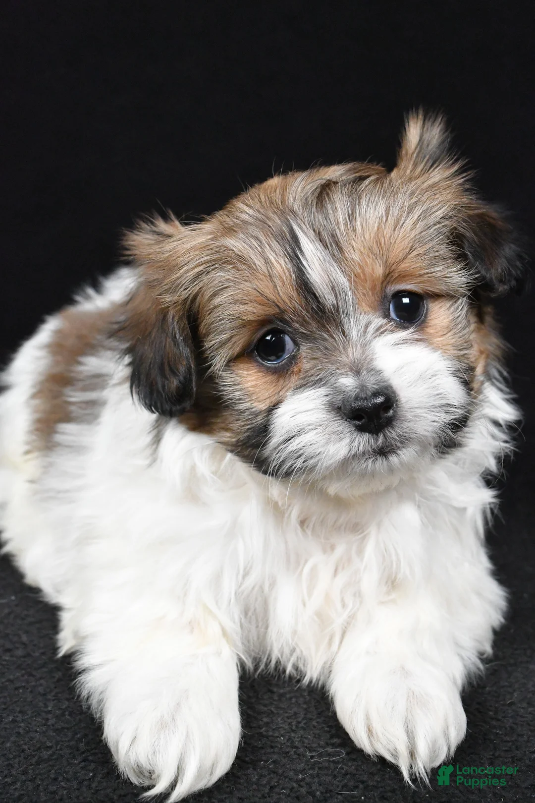 Mixed Breed dogs for sale: Amber - Ad 10