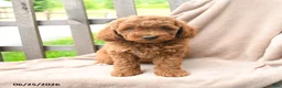 Cavapoo dogs for sale: Kamden - Ad 5