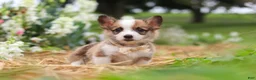 Welsh Corgi Pembroke dogs for sale: Myla - Ad 8