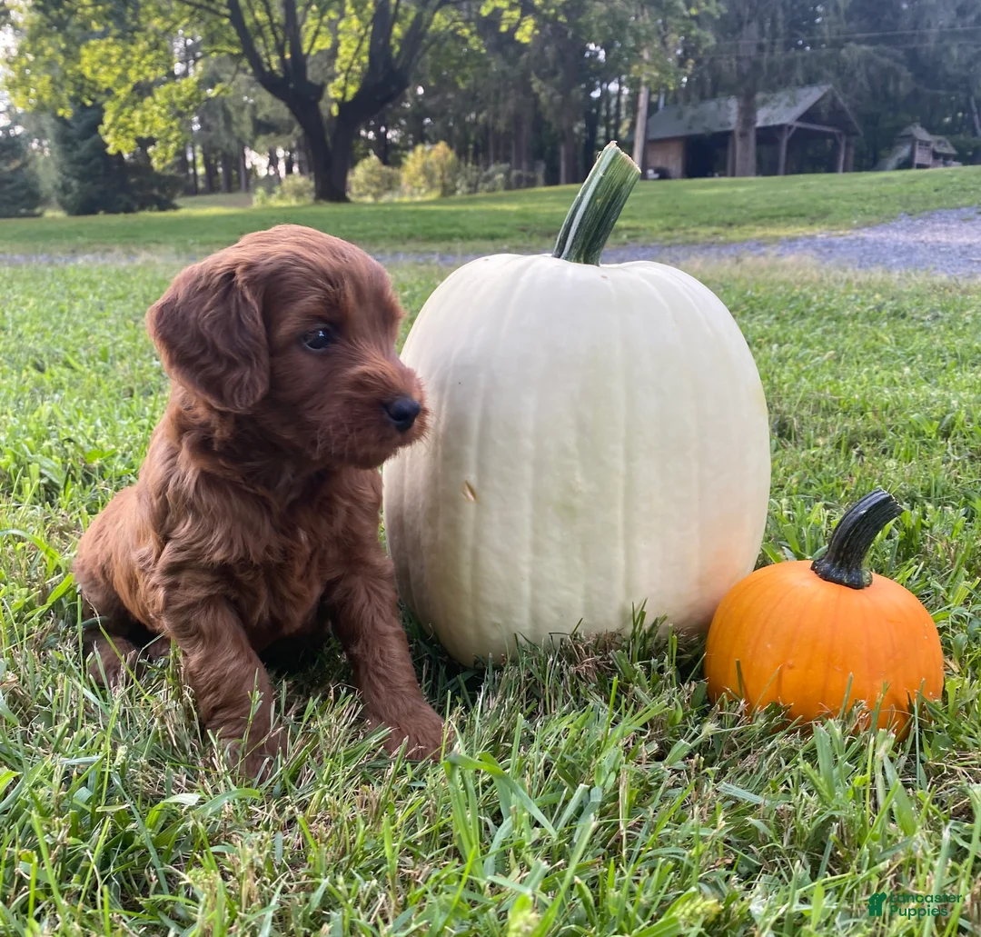 Miniature Labradoodle dogs for sale: Georgia-mini red F1b - Ad 11