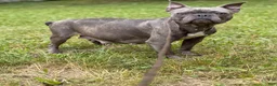 Frenchton dogs for sale: Lorenzo - Ad 7