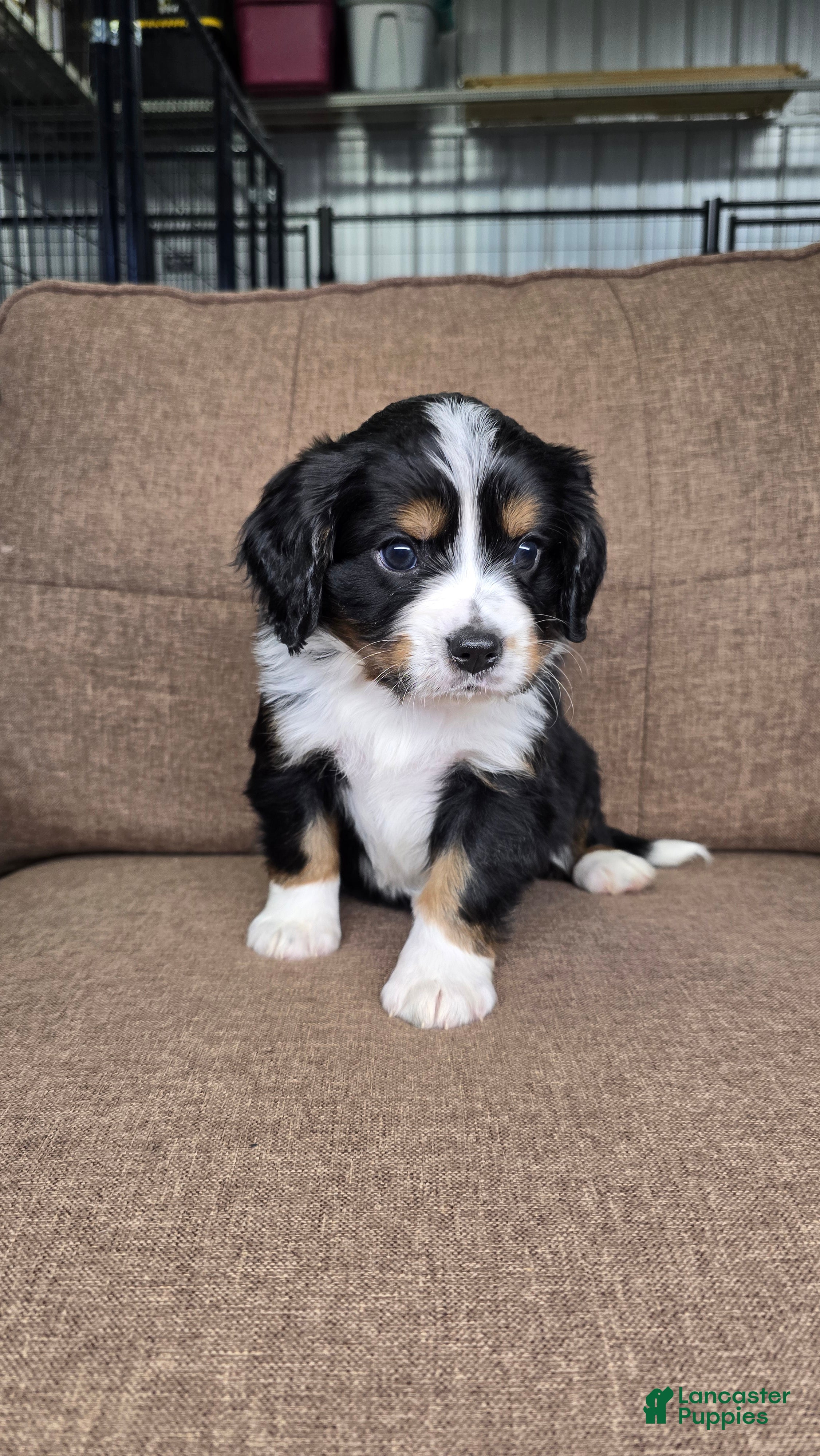 Miniature Bernese Mountain Dog dogs Dublin - Ad 2