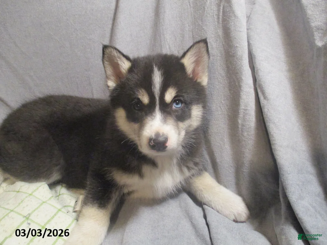 Pomsky dogs for sale: Serena  - Ad 1