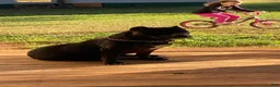 American Bully dogs for sale: American Bully Puppy 1 - Ad 4