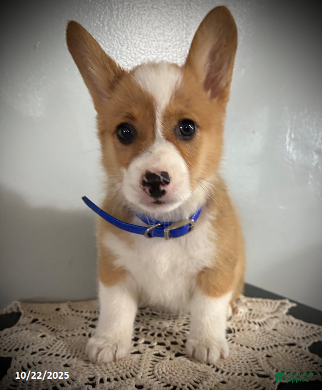 Welsh Corgi Pembroke dogs for sale: Patrick - Ad 2