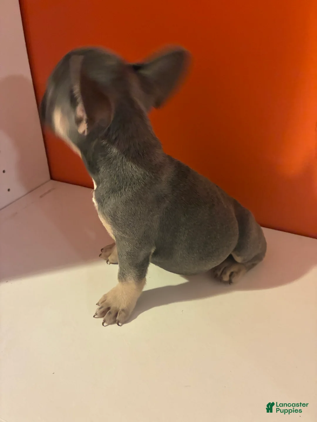 French Bulldog dogs for sale: Shadow - Ad 2