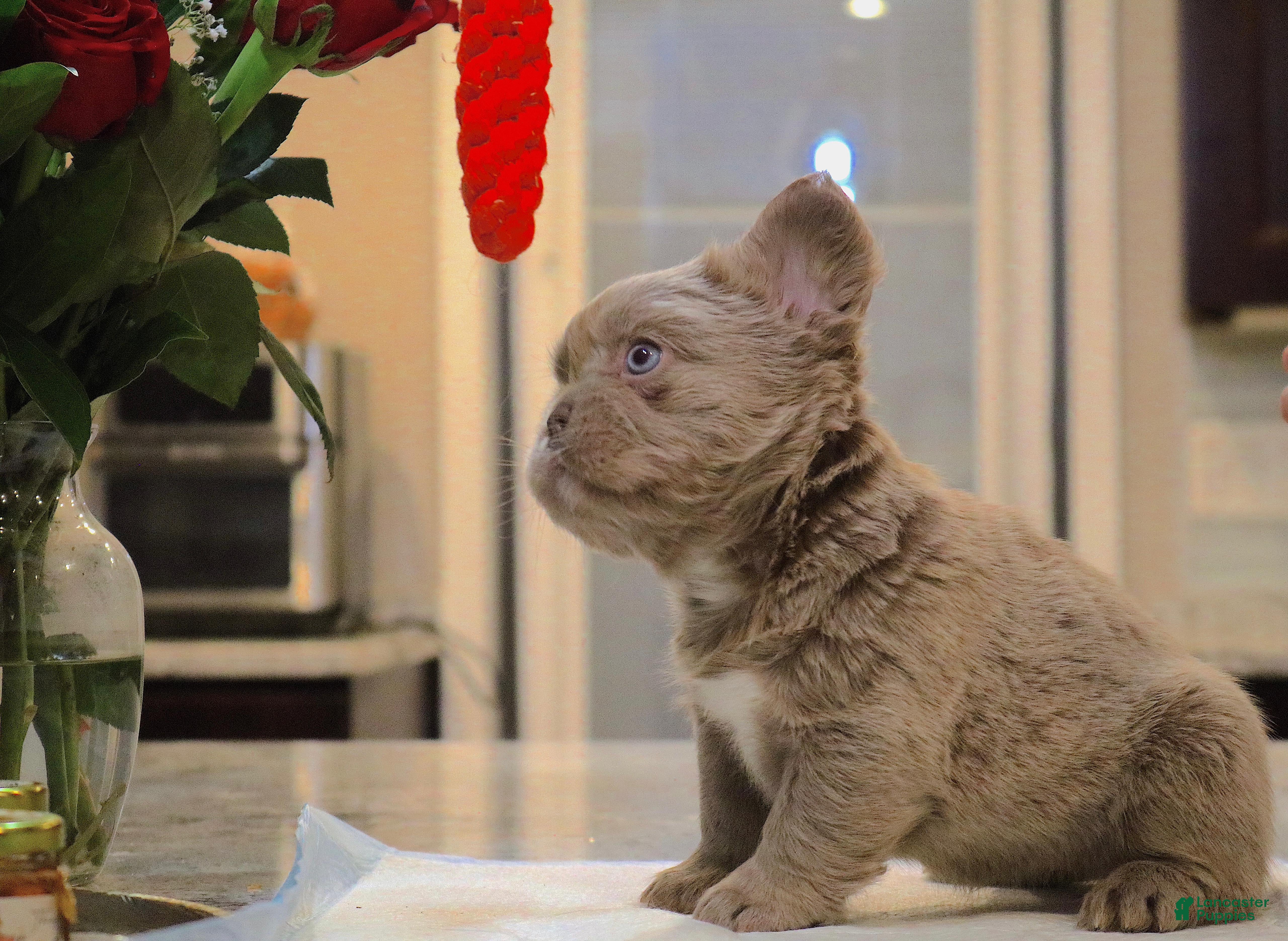 French Bulldog dogs Teddy bear - Ad 1