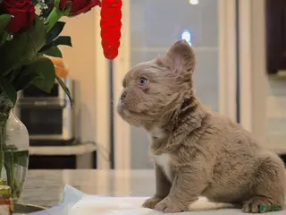 French Bulldog dogs for sale: Teddy bear - Ad 3
