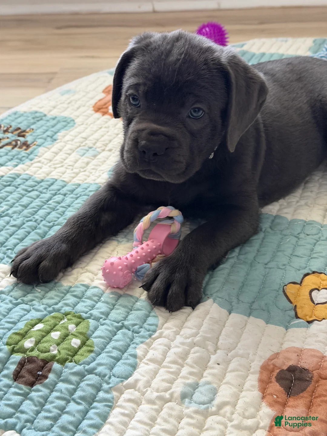 Cane Corso dogs for sale: Gaijin - Ad 1