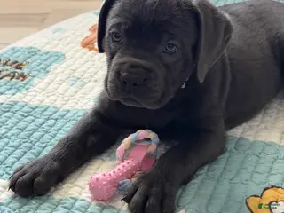 Cane Corso dogs Gaijin - Ad 6