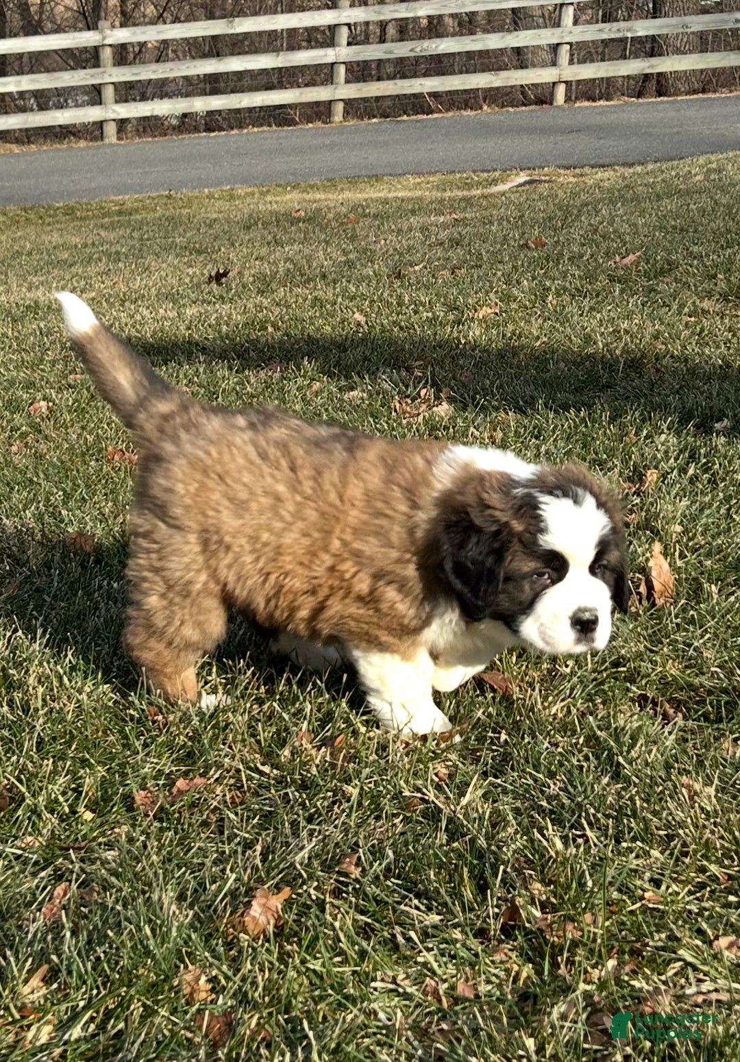 Saint Bernard dogs for sale: Watson - Ad 2
