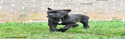 Cane Corso dogs for sale: Dune - Ad 5