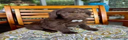 Labradoodle dogs for sale: Oscar - Ad 7