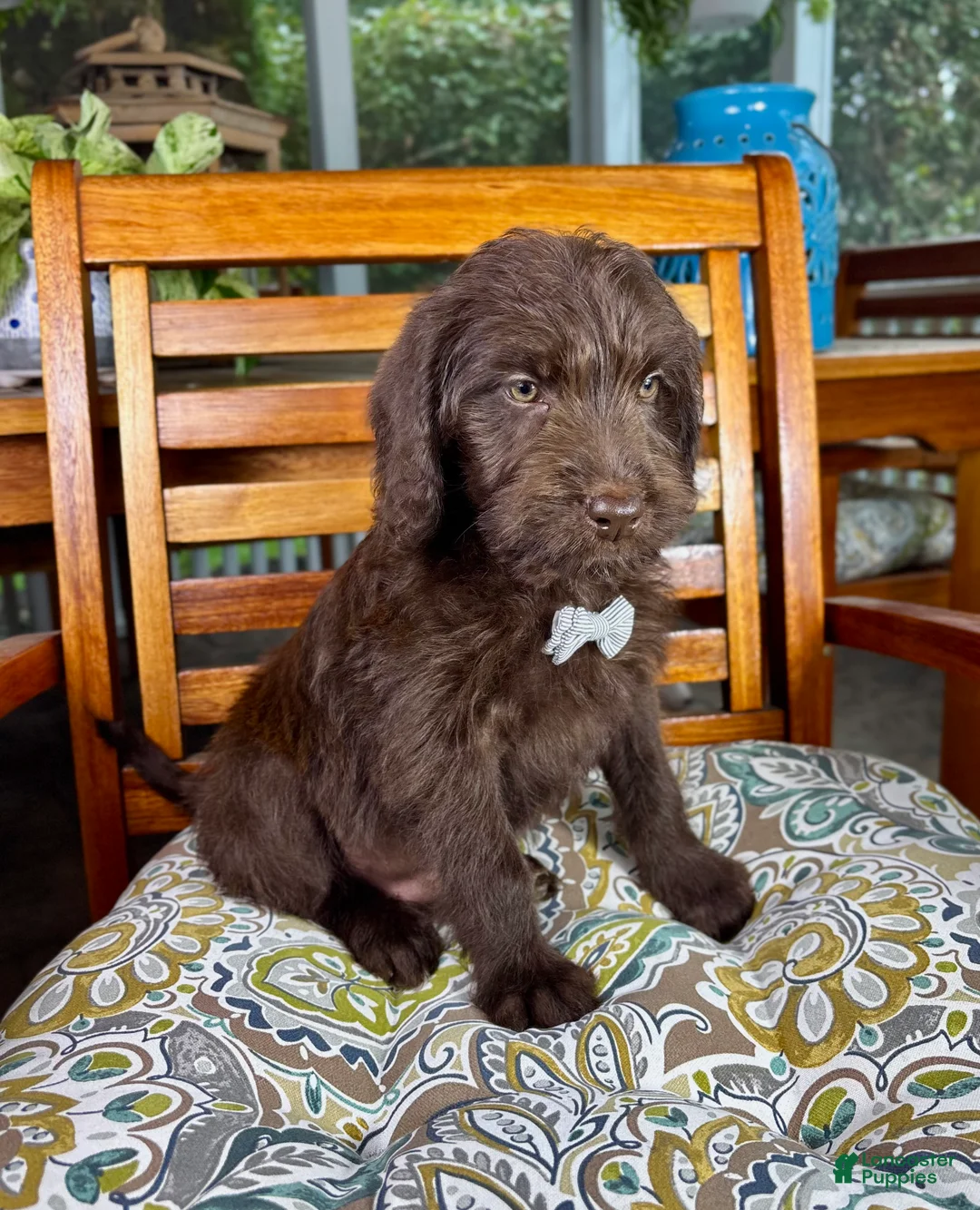 Labradoodle dogs for sale: Oscar - Ad 7