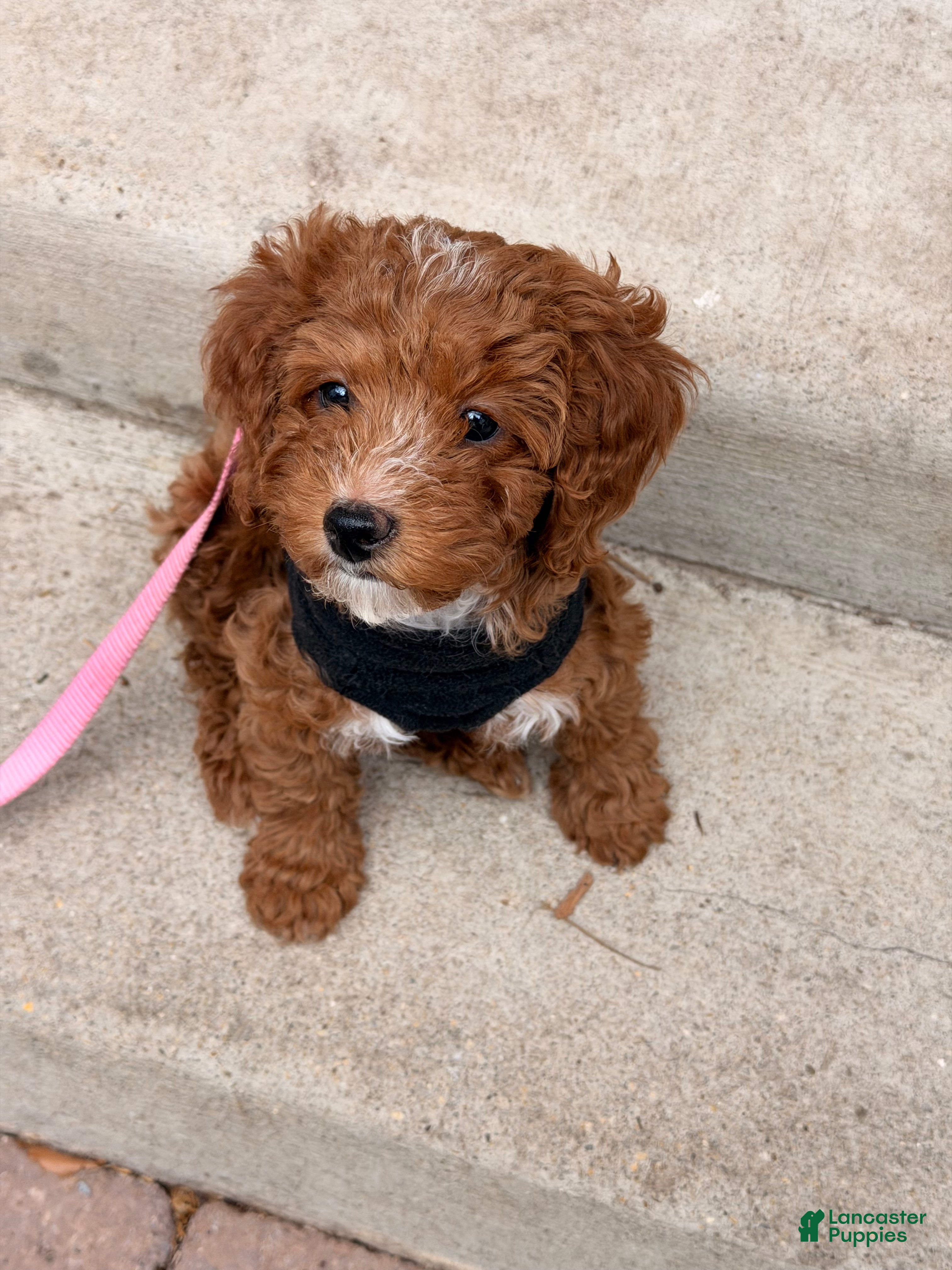 Mixed Breed dogs Micro Mini Bernedoodle Puppy 1 - Ad 9